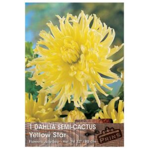 Dahlia Semi-Cactus ‘Yellow Star’