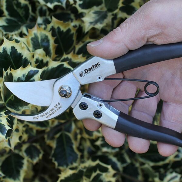 A pair of Darlac Compact Plus Bypass Pruners open and about to cut hedge growth. The handles are black rubber with curved Japanese steel blades.
