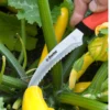 Darlac Harvest & Asparagus Knife lifestyle