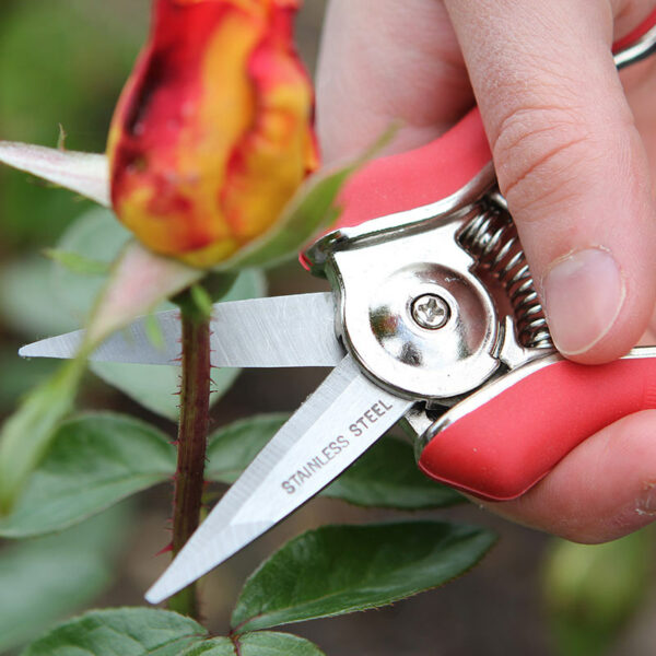 A pair of red handled mini Darlac Snips cutting a thin stem.