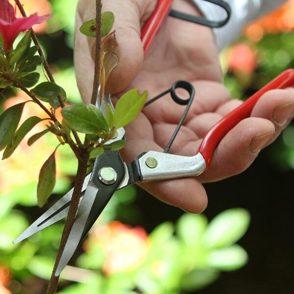 A pair of red handled and long bladed Darlac Multi-Purpose Vine Scissors cutting a thin branch.