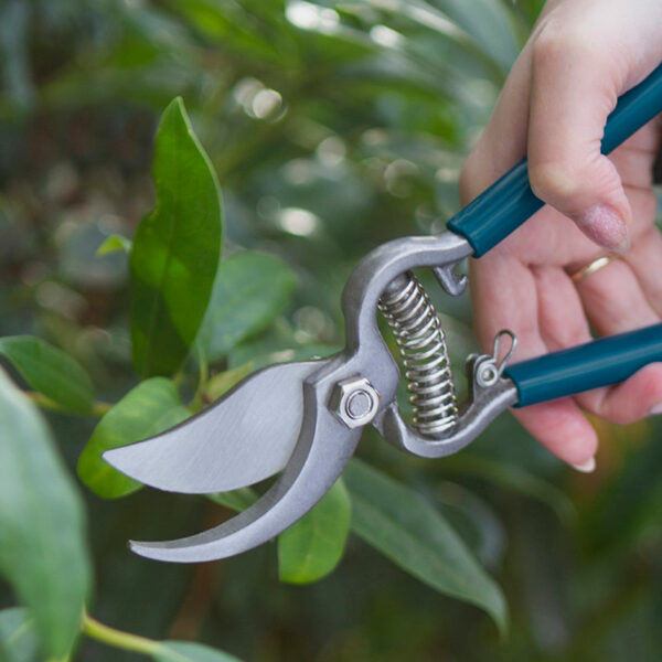 A woman's hand holding the Darlac Sarah Raven Drop Forged Bypass Pruner close to a hedge.