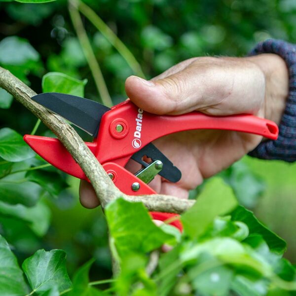 A pair of Darlac Standard Ratchet Pruners cutting through a thicker hedge branch.