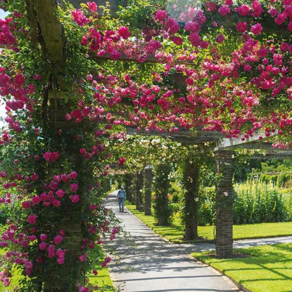 A David Austin Alexandre Girault® Rambling Rose that has grown up a trellis that arches over a pathway. The flowers are a bright crimson pink.