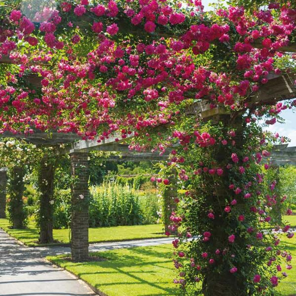A David Austin Alexandre Girault® Rambling Rose that has grown along a sunny trellis. The flowers are a vivid crimson pink.