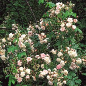 A mature David Austin Blush Noisette Climbing Rose with an abundance of blush pink flowers.