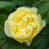 A single large buttery-yellow David Austin Charles Darwin bloom. The flower is fully double and set against its dark green foliage.