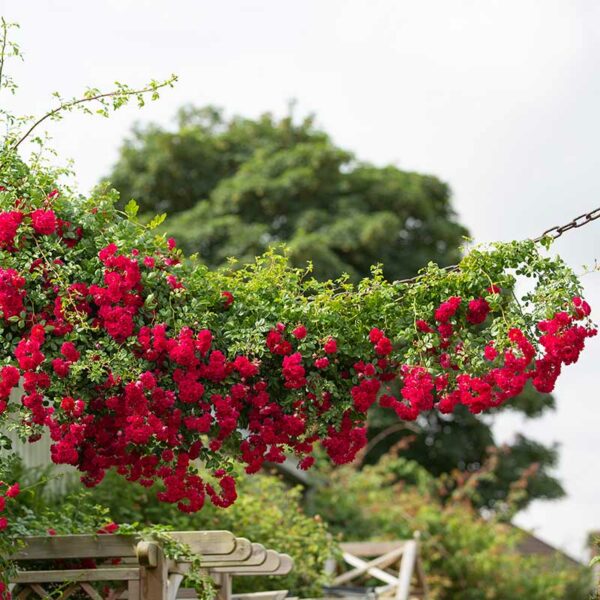 A David Austin Crimson Shower Rambling Rose growing along a hanging chain. The flowers are abundant and crimson red.