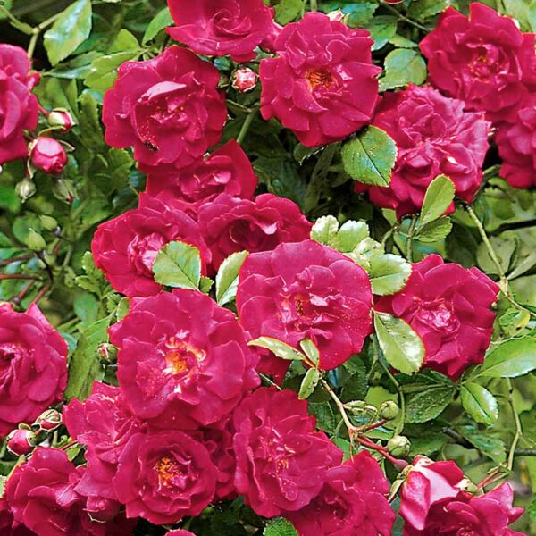 A compact bunch of abundant crimson blooms from the David Austin Crimson Shower Rambling Rose.