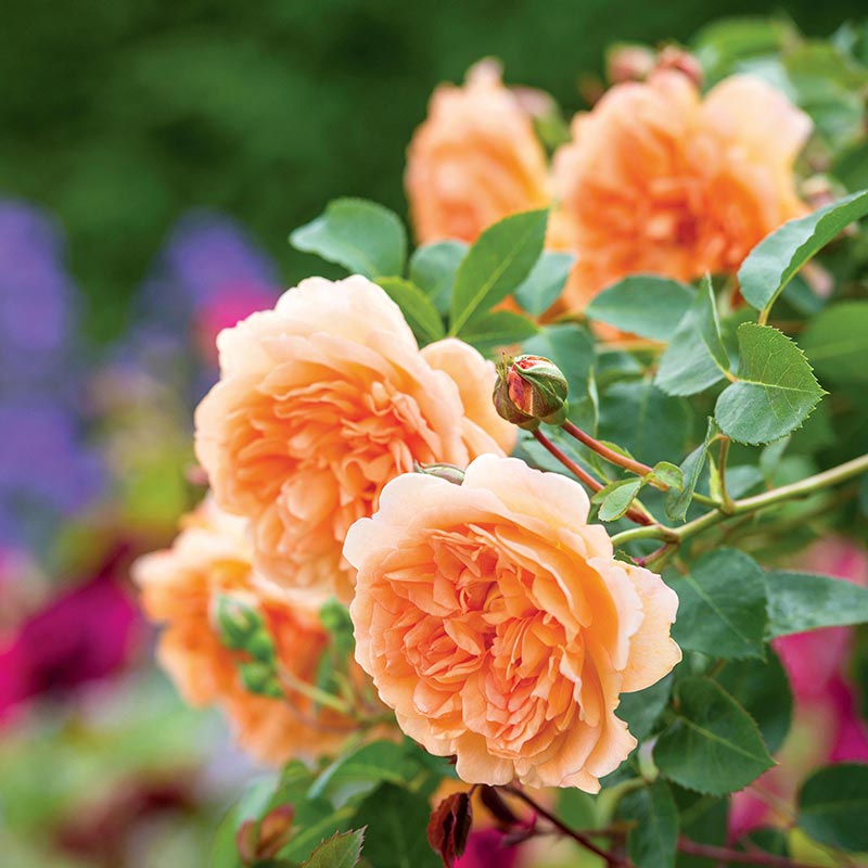 A cluster of apricot-orange David Austin Dame Judi Dench® (Ausquaker) English Shrub Rose flowers.