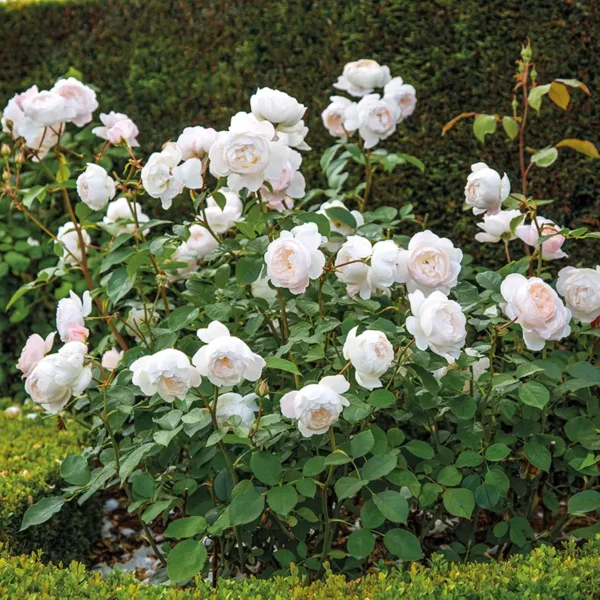 David Austin Desdemona® (Auskindling) English Shrub Rose (6 litre pot) shrub