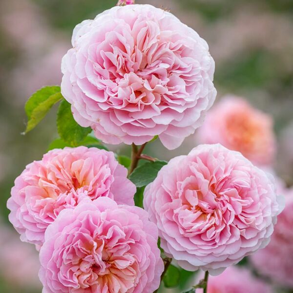 A group of 4 David Austin Eustacia Vye blooms. The flowers are soft pink and fully double.