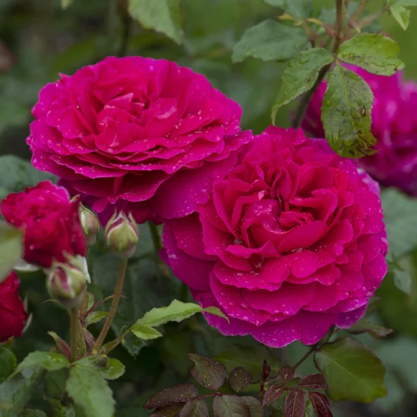 David Austin Gabriel Oak® (Auscrowd) English Shrub Rose (6 litre pot)