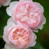 A pair of darker David Austin Gentle Hermione flowers. The blooms are fully double and a light, soft pink.