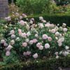 A David Austin Gentle Hermione shrub. The blooms are fully double and a light, soft pink.