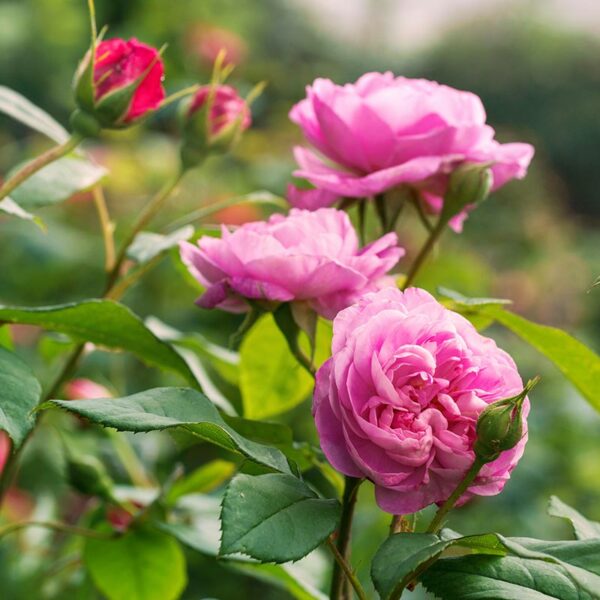 A cluster of 3 David Austin Gertrude Jekyll flowers. The rose has hot pink flowers with dark green foliage.