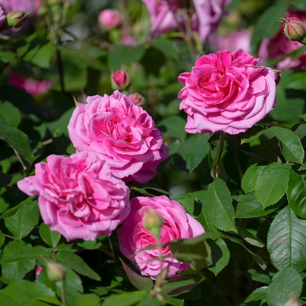 A cluster of 4 David Austin Gertrude Jekyll flowers. The rose has hot pink flowers with dark green foliage.