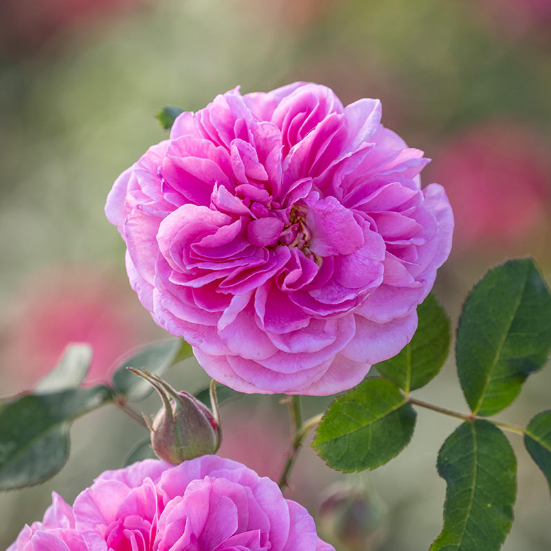 A close up of the David Austin Gertrude Jekyll flower. The flower is hot pink and fully double.