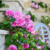 A David Austin Gertrude Jekyll® (Ausbord) English Climbing Rose growing up a set of stairs. The rose has hot pink flowers with dark green foliage.