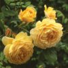A shadowed pair of buttery yellow David Austin Golden Celebration blooms.