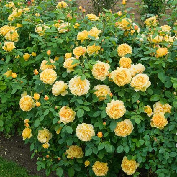 A wide angle of a David Austin Golden Celebration shrub. The foliage is dark green with buttery yellow blooms.