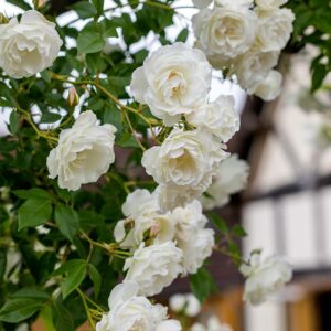 A cluster of David Austin Iceberg Climbing Rose blooms. The white blooms are abundant against the green foliage.