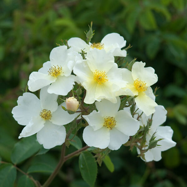 One close up cluster of a David Austin Kew Gardens Rose bloom, consisting of small white flowers with a yellow centre.