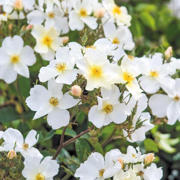 Many tight clusters of David Austin Kew Gardens Rose blooms, consisting of small white flowers with a yellow centre.