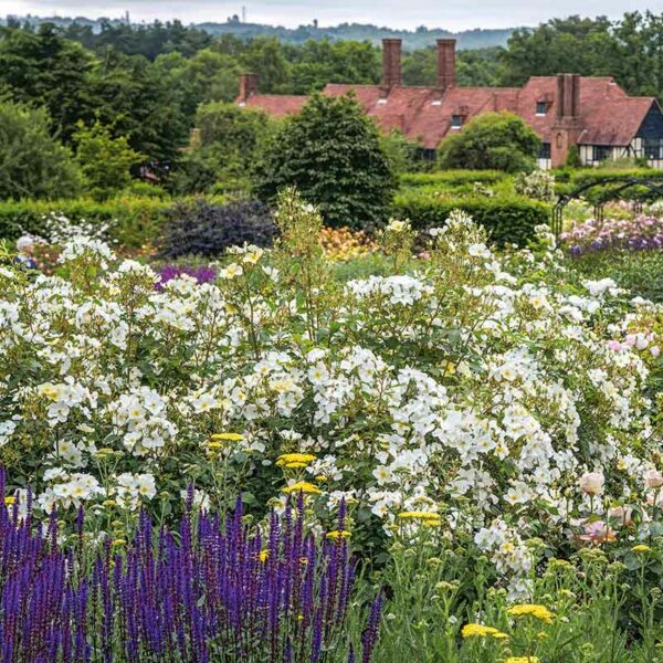 A wild style flower meadow or bed containing primarily white blooms from the David Austin Kew Gardens Rose.
