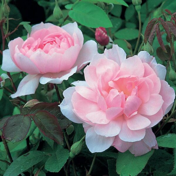 A pair of David Austin Mary Delaney blooms with light pink, fully double petals.
