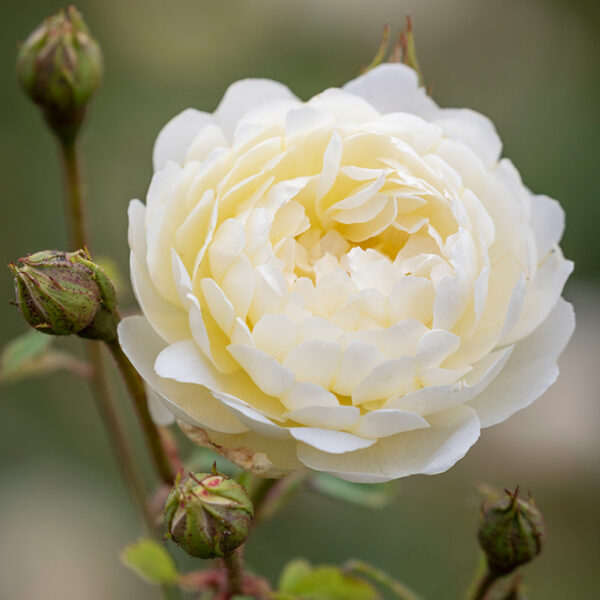 A David Austin Nye Bevan flower. The flower is soft white and fully double.