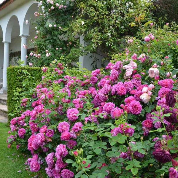 A David Austin Princess Anne® (Auskitchen) English Shrub Rose in front of a white arched house. The rose has vivid pink blooms.