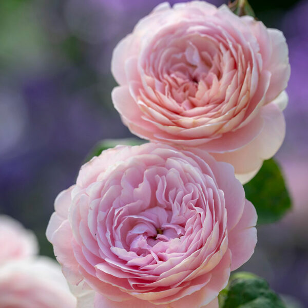 A pair of two David Austin Queen Of Sweden® (Austiger) English Shrub Rose flowers. The flowers are fully double and light pink.