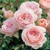 A cluster of David Austin Queen Of Sweden® (Austiger) English Shrub Rose flowers. The flowers are fully double and light pink.