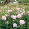 A meadow of David Austin Queen Of Sweden® (Austiger) English Shrub Rose flowers. The flowers are fully double and light pink.