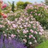 A David Austin Scepter'd Isle shrub in a flower bed. The flowers are fully double and soft pink.