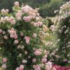 A mature David Austin Strawberry Hill with an abundance of pretty soft pink flowers.