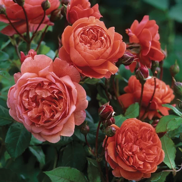 David Austin Summer Song® (Austango) English Shrub Rose (6 litre pot) bunch