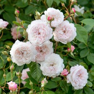 A tight cluster of David Austin The Albrighton Rambler blooms. The flowers are a soft blush pink.