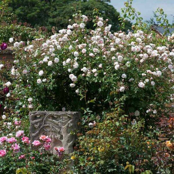 A wide view of a mature David Austin The Albrighton Rambler® rose. The flowers are a soft blush pink.