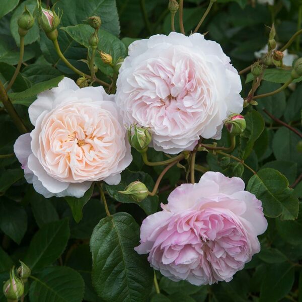 A group of 3 David Austin The Albrighton Rambler blooms. The flowers are a soft blush pink.
