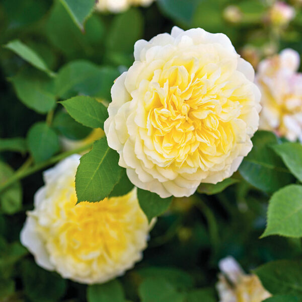 A David Austin The Pilgrim Climbing Rose bloom. The flower is a soft yellow, fading to white towards the edge.