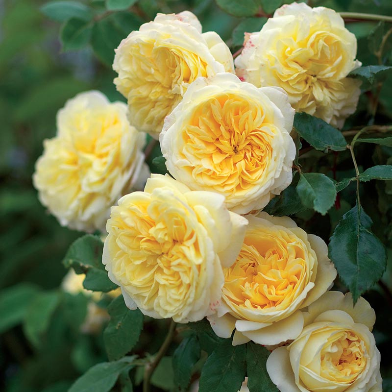 A cluster of David Austin The Pilgrim Climbing Rose flowers. The flowers are a soft yellow.
