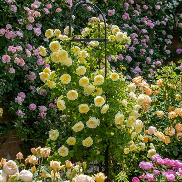 A David Austin The Pilgrim Climbing Rose growing into a garden obelisk. The flowers are a soft yellow.