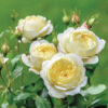 A cluster of 4 David Austin Vanessa Bell rose flowers. The flowers are cream-white with green foliage.