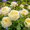 A cluster of David Austin Vanessa Bell rose flowers. The flowers are cream-white with green foliage.