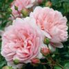 2 David Austin Wildeve® (Ausbonny) English Shrub Rose flowers up close. The blooms are fully double and soft pink.