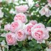 A cluster of David Austin Wildeve® (Ausbonny) English Shrub Rose flowers. The blooms are fully double and soft pink.