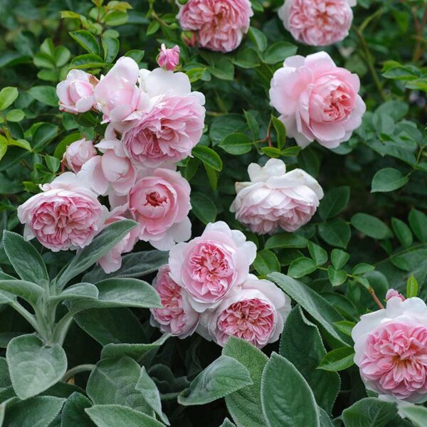 A mass of David Austin Wildeve® (Ausbonny) English Shrub Rose flowers. The blooms are fully double and soft pink.