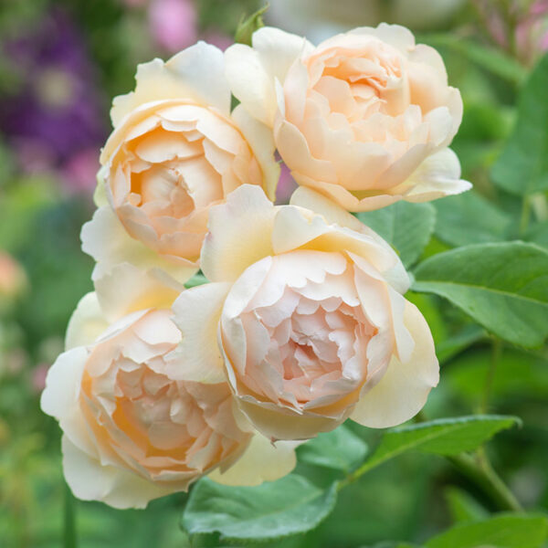 A cluster of David Austin Wollerton Old Hall® Climbing Rose blooms with fully double petals and cream colour.